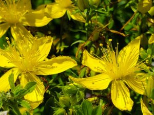 st-johns-wort